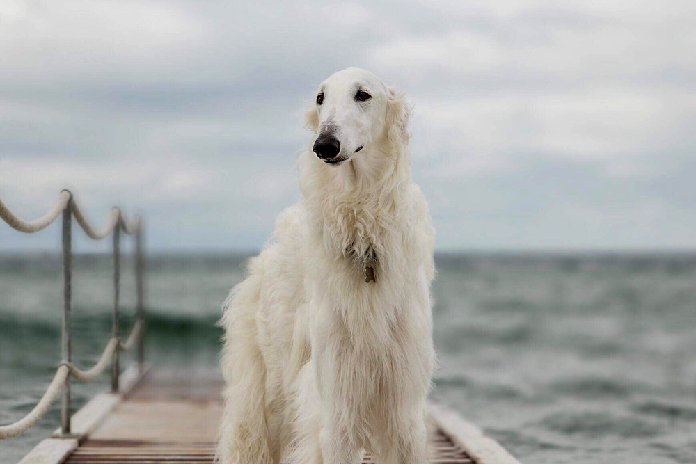 Borzoi