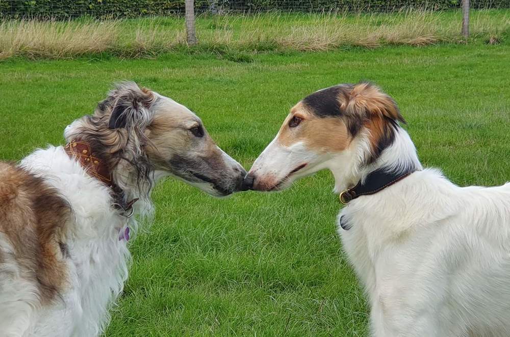 Borzoi