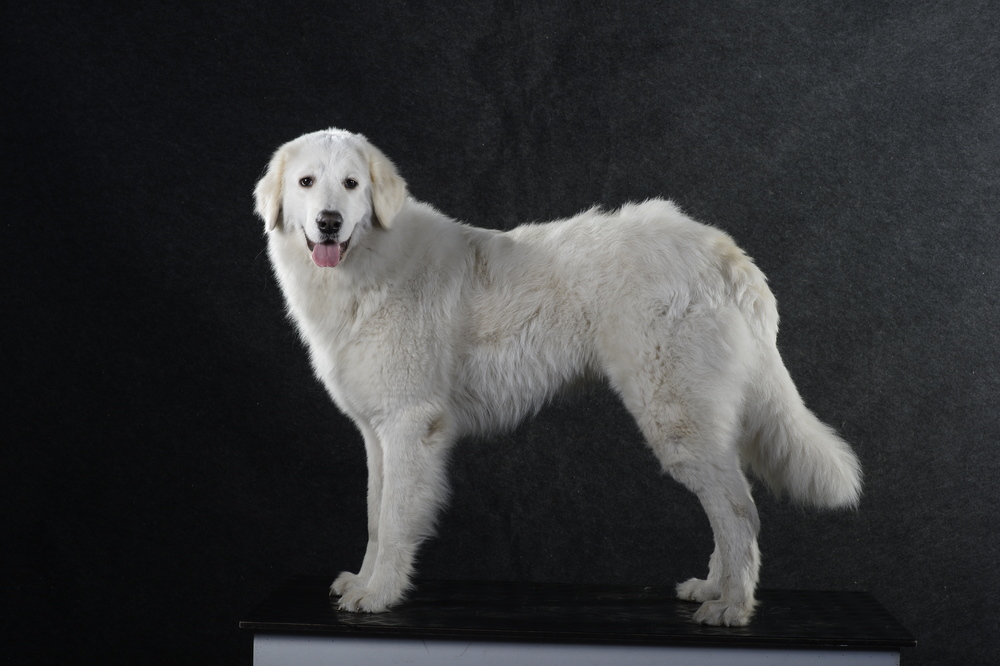 Maremma