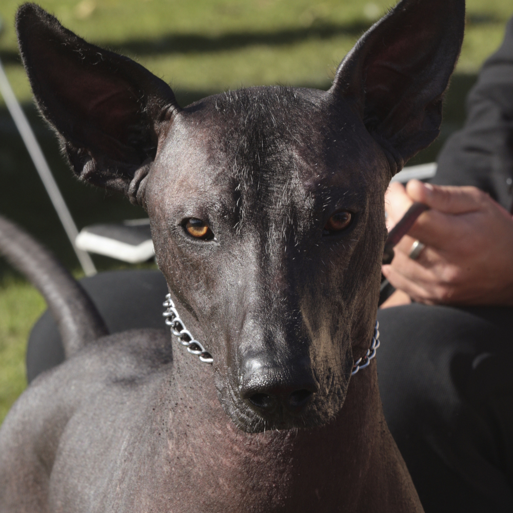 Xoloitzcuintle sin pelo, mellem