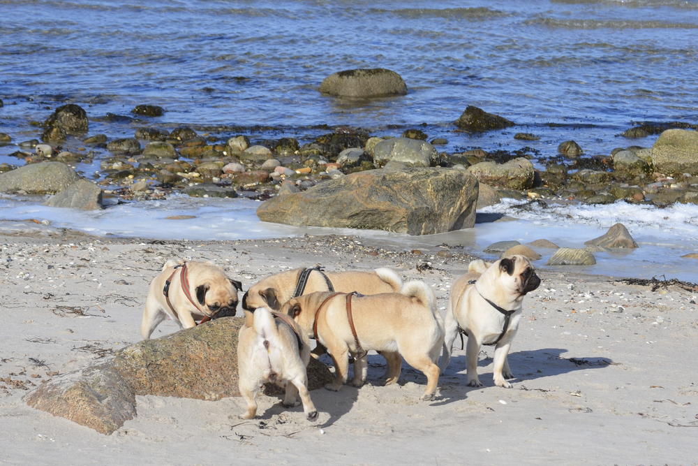Mops