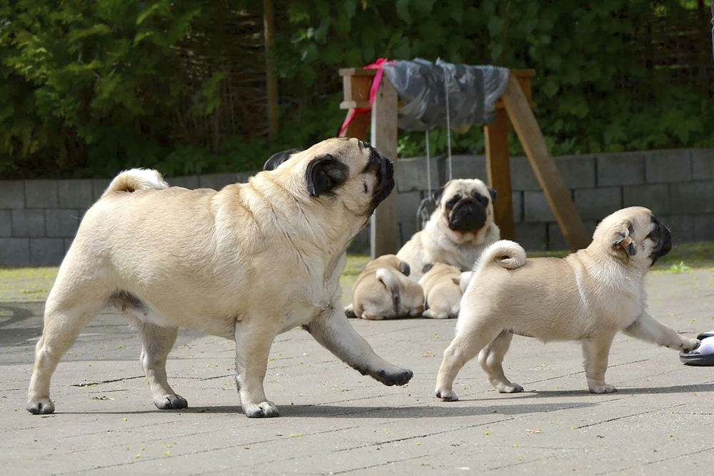 Mops