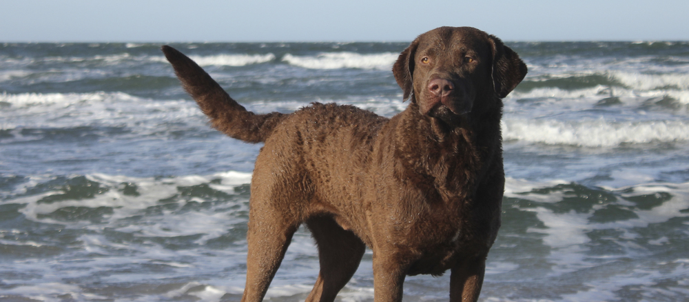 Chesapeake Bay Retriever