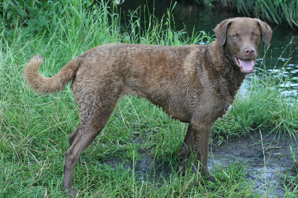 Chesapeake Bay Retriever