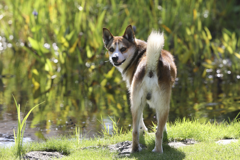 Norsk Lundehund