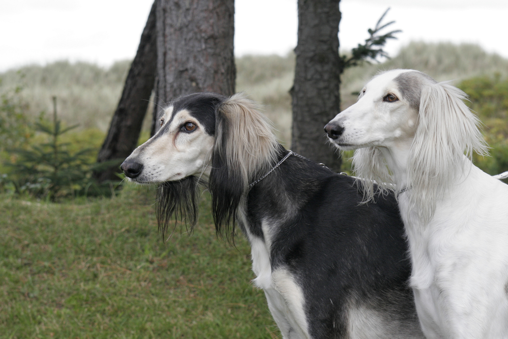 Saluki, langhåret