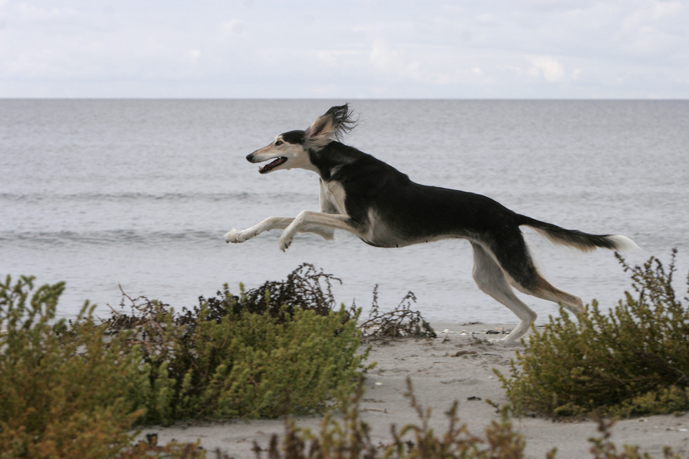 Saluki, langhåret