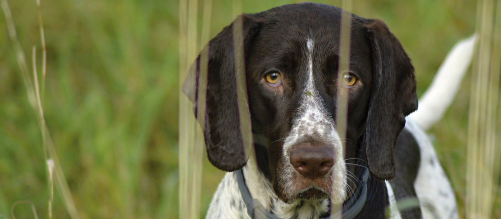 Gammel Dansk Hønsehund
