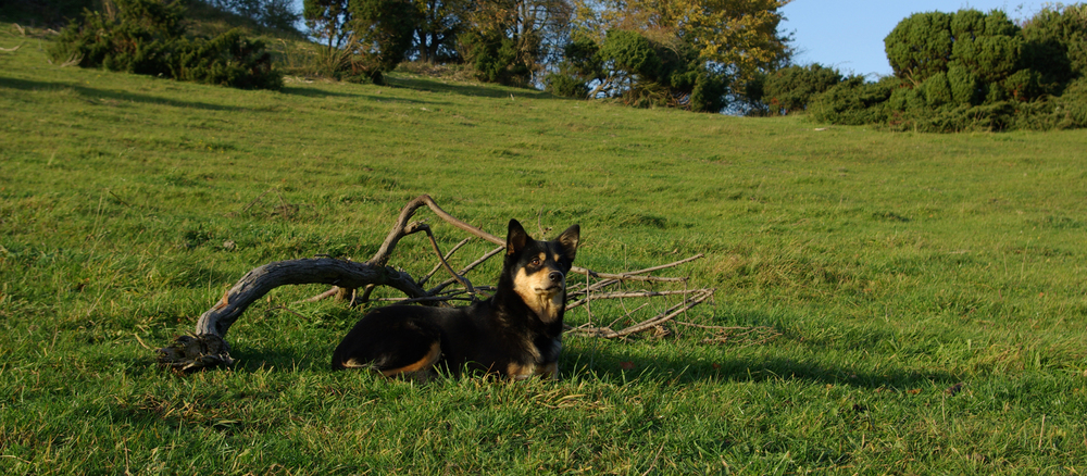 Finsk Hyrdehund (Lapsk Vallhund)