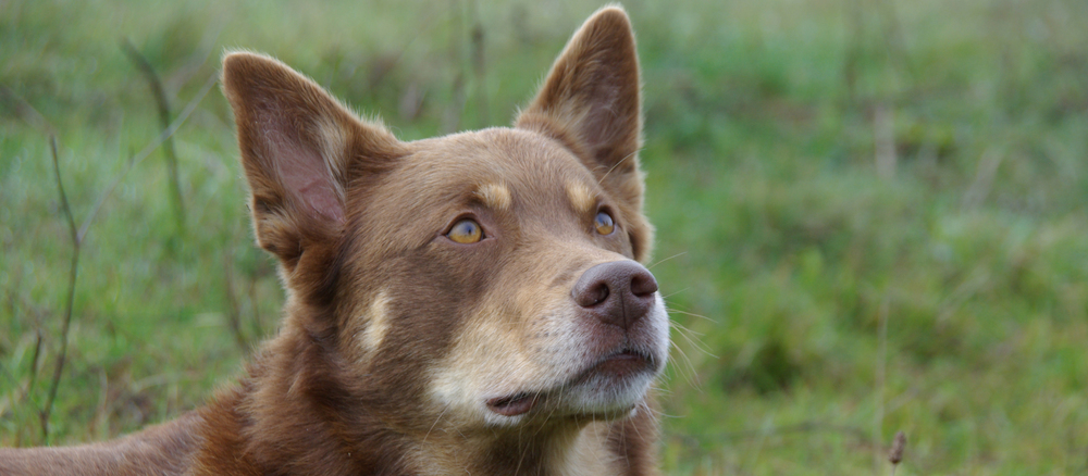 Finsk Hyrdehund (Lapsk Vallhund)