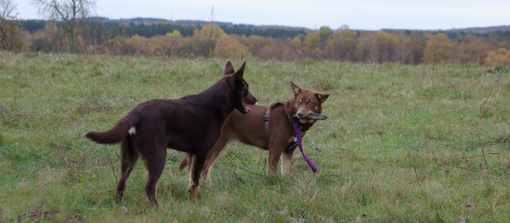 Finsk Hyrdehund (Lapsk Vallhund)