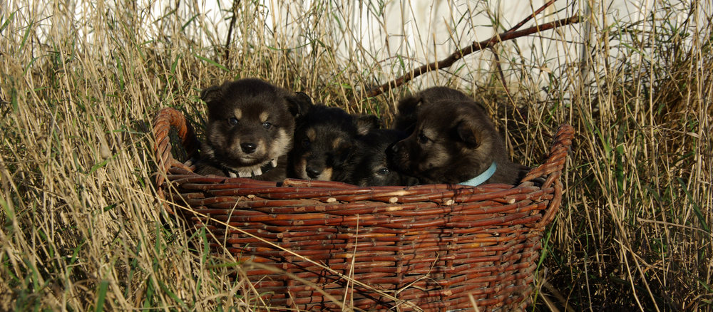 Finsk Hyrdehund (Lapsk Vallhund)