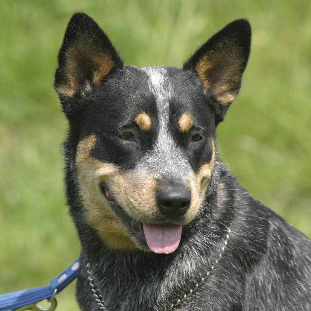 Australsk Cattle Dog
