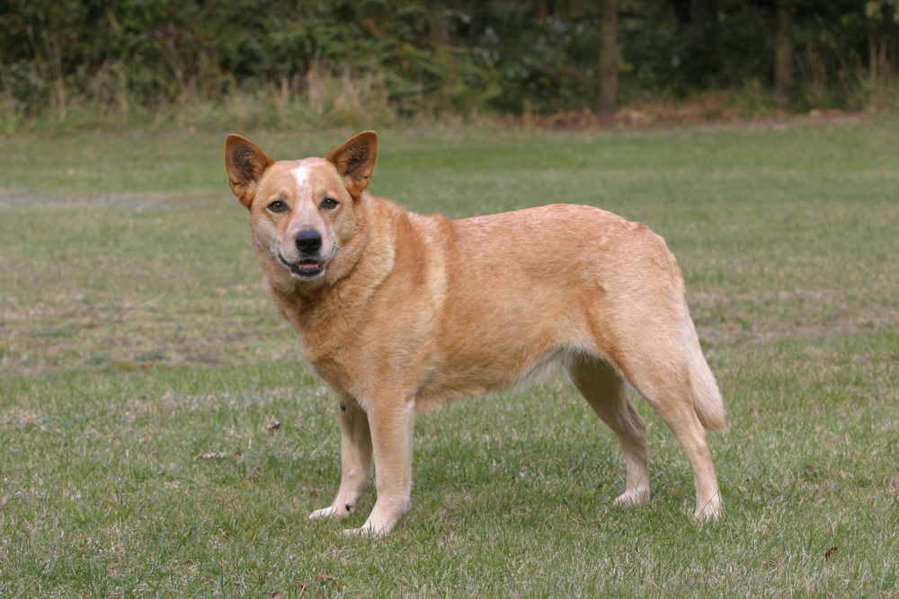 Australsk Cattle Dog