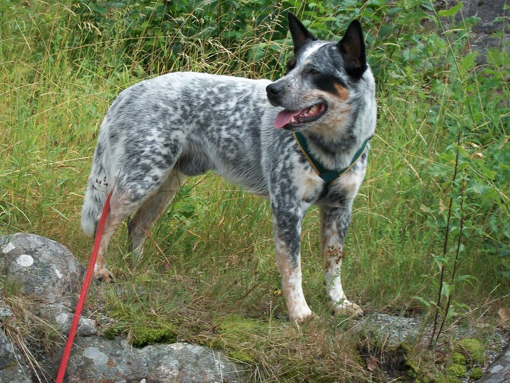 Australsk Cattle Dog