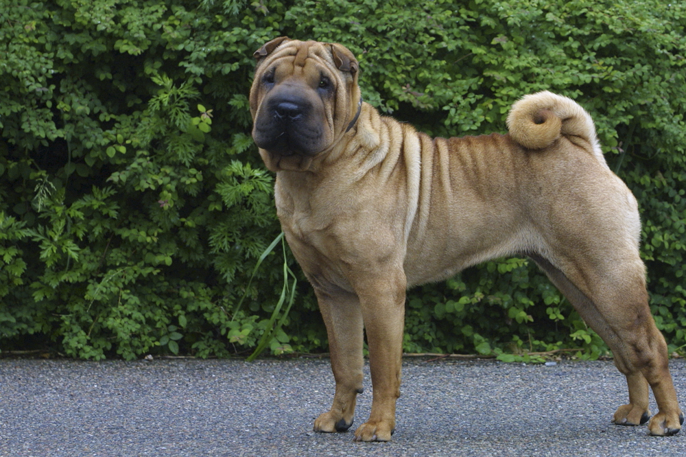 Shar Pei