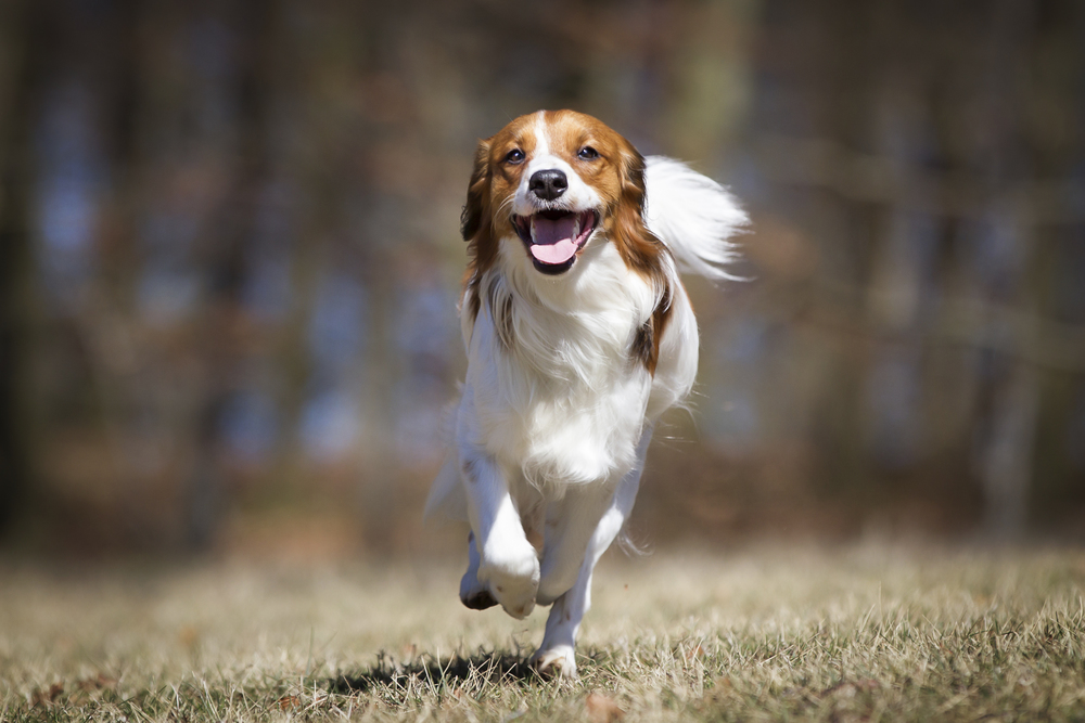 Hollandsk Kooikerhondje