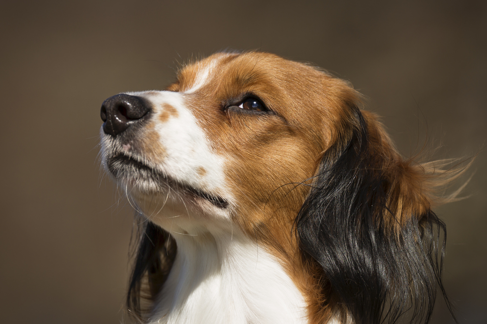 Hollandsk Kooikerhondje