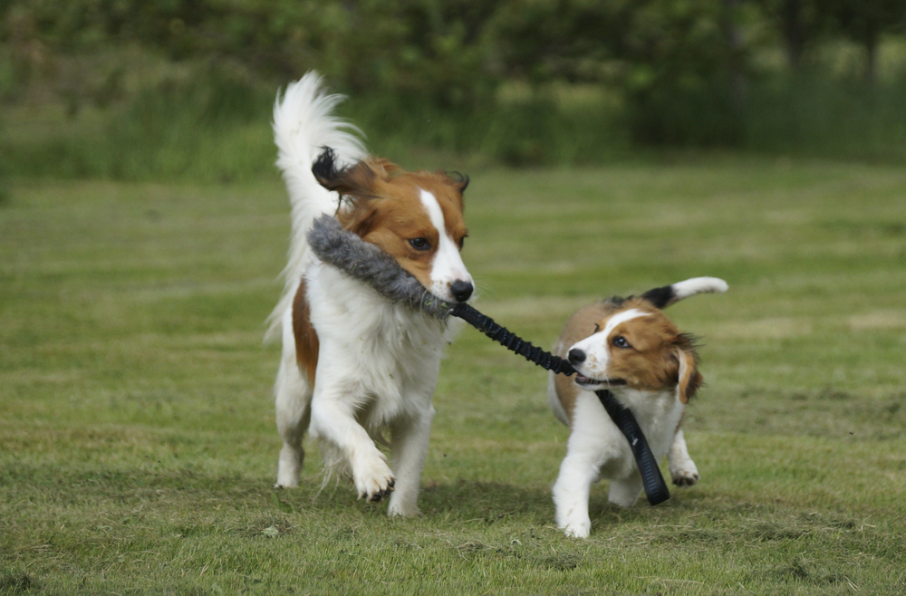 Hollandsk Kooikerhondje