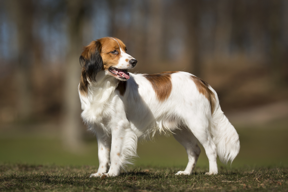 Hollandsk Kooikerhondje