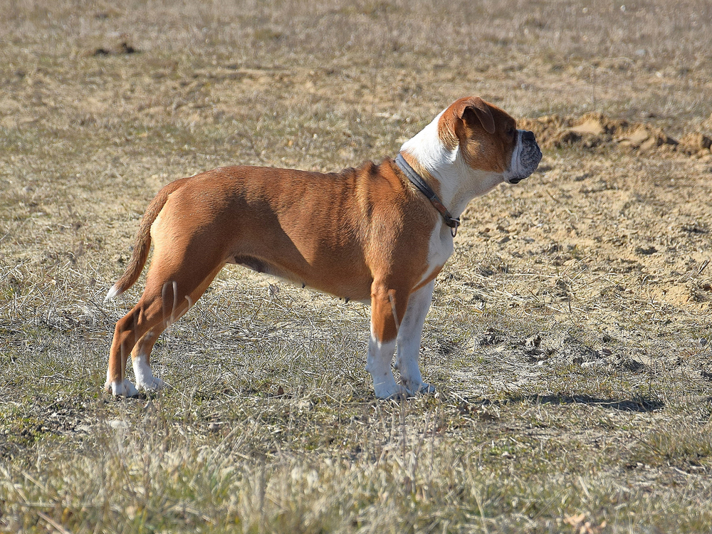 Continental Bulldog
