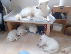 5 Hvid Schweizisk Hyrdehund til salg på købhund.dk